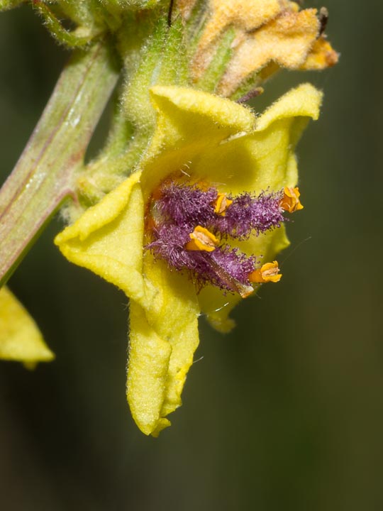 Verbascum chaixii / Verbasco di Chaix